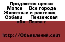 Продаются щенки Мопса. - Все города Животные и растения » Собаки   . Пензенская обл.,Пенза г.